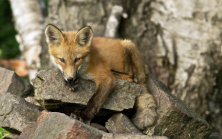 Fox cub rock woods sad - a rock free wallpaper for desktop