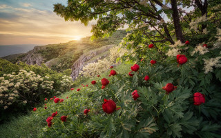 Flower sunset mountains nature magic - andrey esionov free wallpaper