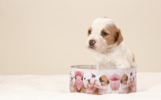 Puppy bowl puzzle pop art - a puppy free wallpaper