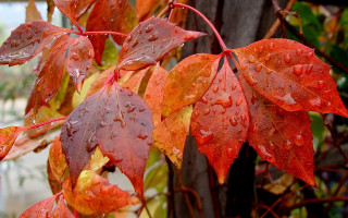 Red leaves water droplets autumn - a tree free wallpaper