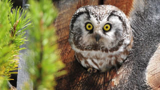 Owl yellow eyes wooden post 2 - an owl free wallpaper