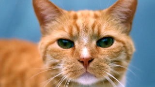 Orange black shiba inu cat - a cats face free wallpaper