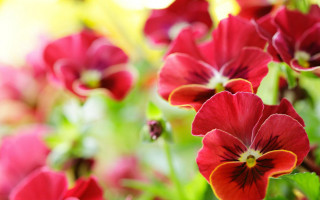 Red flower vase blurry bokeh - red flower free wallpaper