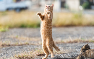 Cat standing up dynamic arabesque - its hind leg free wallpaper