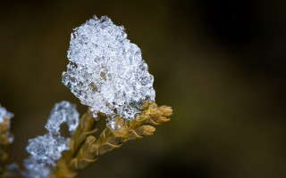 Plant ice leaves water blurry - a close up of a plant free wallpaper