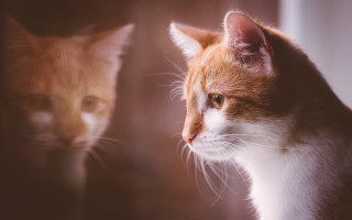 Cat reflection mirror animals photorealistic - a mirror free wallpaper