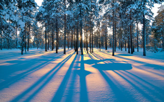 Snowy forest shadow bench winter 2 - forest free wallpaper