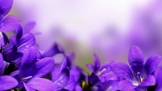 Purple butterfly flower glow macro - a blurry image free wallpaper