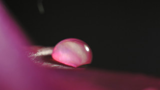 Pink object macro moon ovum - a pink object free wallpaper