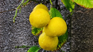 Lemons hanging tree leaves stone - a tree branch free wallpaper