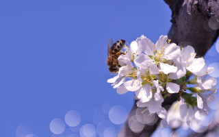 Bee flower branch white sky - a bee free wallpaper