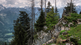 Mountain trees valley nature matte - a bunch of trees free wallpaper