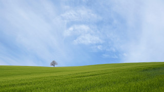 Lone tree grassy hill blue 2 - a lone tree free wallpaper