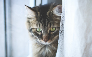 Cat looking out window green - a curtain free wallpaper
