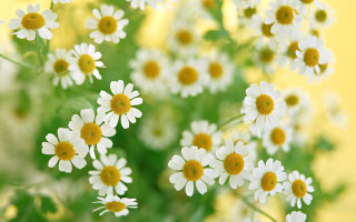 Daisy vase flower field yellow - a yellow background behind them free wallpaper