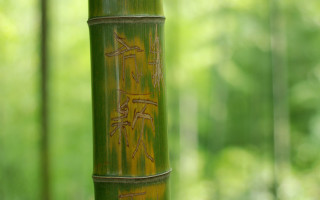 Bamboo writing scenery blurry background - asai chū free wallpaper