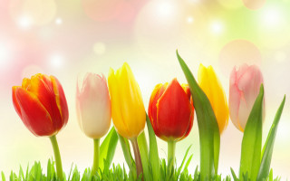 Tulips grass light bokeh flower - ammi phillips free wallpaper