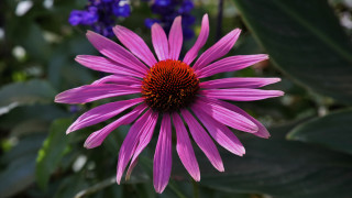Purple flower bokeh leaves macro - a red center free wallpaper