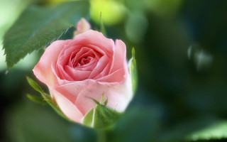 Pink rose green leaves blurry 7 - a pink rose free wallpaper