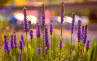Purple flowers field city shallow - cao buxing free wallpaper