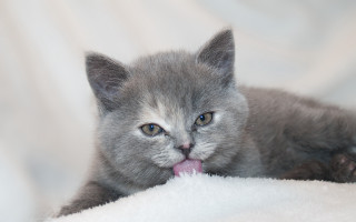 Gray kitten white blanket blue - a small gray kitten free wallpaper