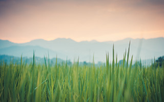 Field mountains sunset grass nature - tall grass free wallpaper for desktop