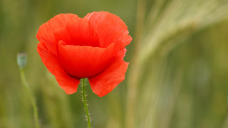 Red flower green grass blurry - a red flower free wallpaper
