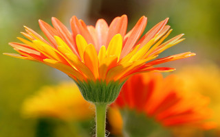 Flower sunset vibrant macro burn - summer vibrancy free wallpaper