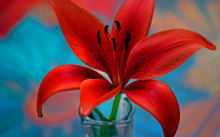 Red flower vase vivid color - background behind free wallpaper