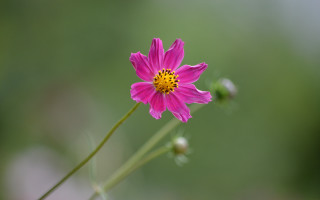 Pink flower yellow center blurry 2 - celia fiennes free wallpaper