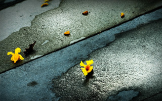 Yellow flowers road puddle sidewalk - david diao free wallpaper