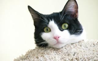 Black white cat green eyes 7 - green eye free wallpaper