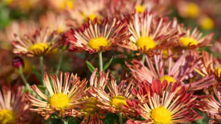 Flowers field summer blur fireworks - red petal free wallpaper