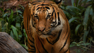 Tiger forest bamboo log wildlife - a tiger free wallpaper