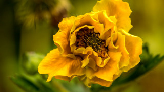 Yellow flower green background blurry - a yellow flower free wallpaper