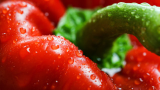 Tomatoes water droplets green leaf - carpoforo tencalla free wallpaper