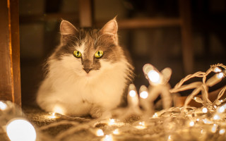 Black cat christmas lights mirror - bokeh free wallpaper