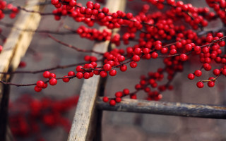 Branch berries closeup nature macro - red berry free wallpaper for desktop