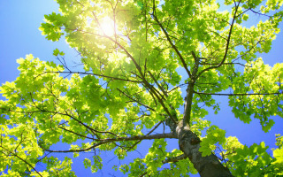 Sunshine through leaves bench park - branch free wallpaper for desktop