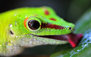 Green lizard red stripe leaf 2 - a green leaf in the background free wallpaper