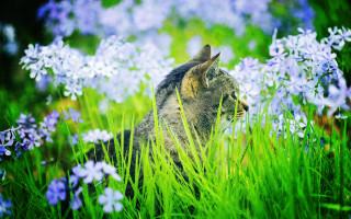 Cat field blueflowers blurry impressionist - nature free wallpaper
