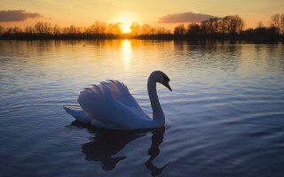 Swan spread wings dawn water - a swan free wallpaper