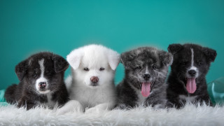 Dogs group white blanket green - a white blanket free wallpaper