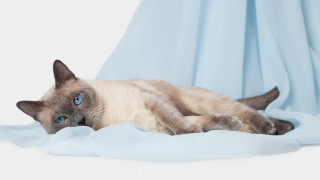 Siamese cat blue sheet curious - a curious look free wallpaper