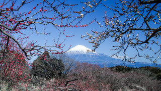 Mountain snowcapped flowers forest ukiyo - murata range free wallpaper for desktop