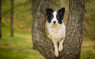 Dog sitting in tree grassy - grassy free wallpaper for desktop