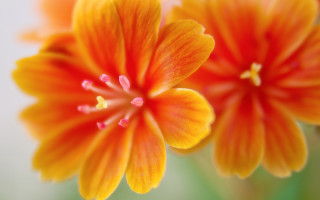 Orange flower bokeh macro closeup - a close up free wallpaper for desktop
