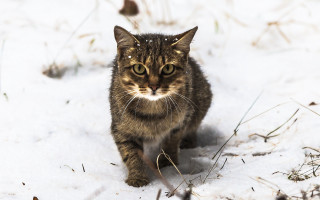 Cat snow winter sad eyes - the snow free wallpaper for desktop