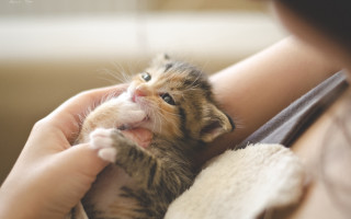 Adorable person holding kitten paw - a kitten free wallpaper