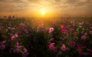 Flower field sunset clouds pink 2 - a field of flowers free wallpaper